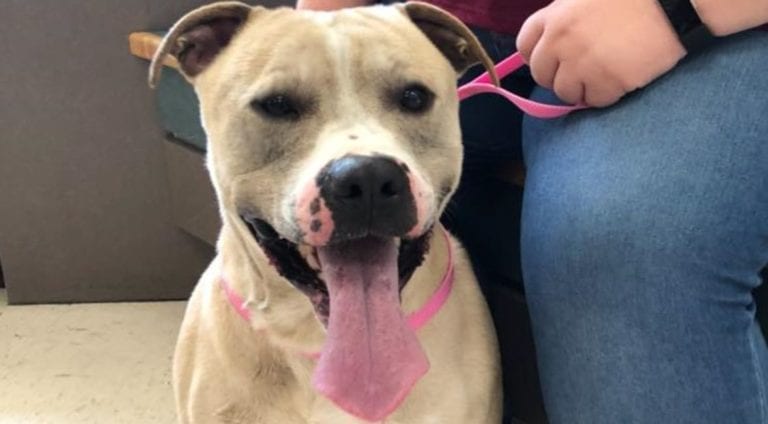 Trenton Animals Rock!