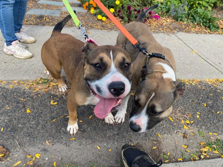 Trenton Animals Rock Helps to Bring Dogs into The Community