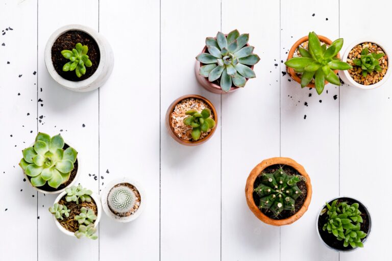 Isles to Host Make Your Own Terrarium Workshop