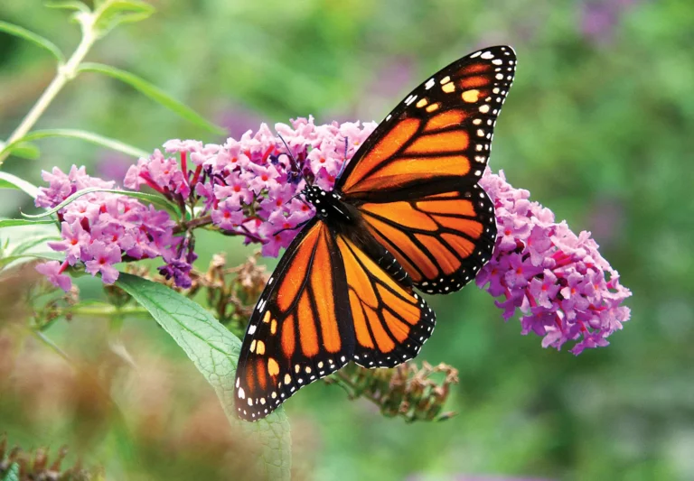 Learn to Garden for Butterflies with the NJ State Library
