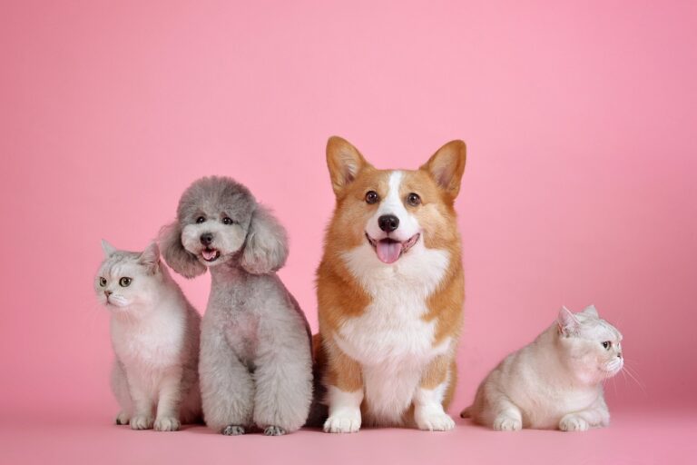 Trenton Seeks Dedicated Citizens for Animal Welfare Advisory Board
