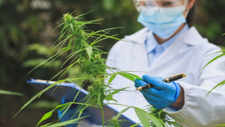 TESU To Offer Certificates for Cannabis Careers