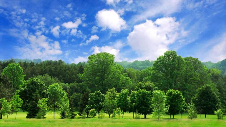New Jersey Conservation Foundation and Partners Launch ‘Trees for Trenton’ Initiative
