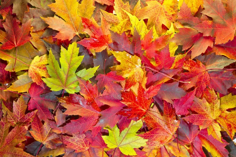 City of Trenton 2024-2025 Leaf Collection & Yard Waste Program