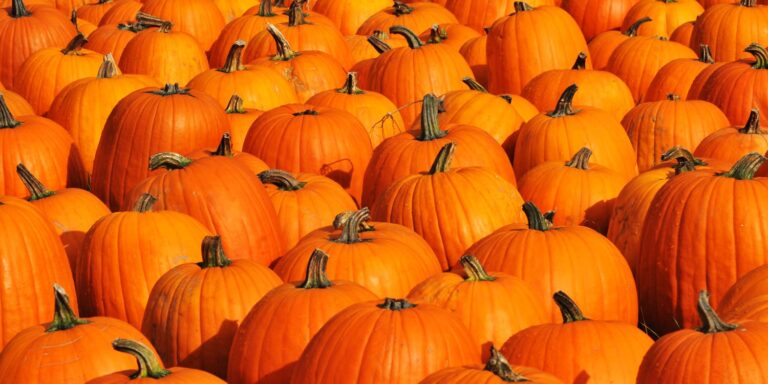 Welcome the Season at Trenton’s Fall Festival